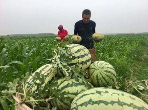第三方视觉拍摄吃瓜群众,视觉捕捉下的吃瓜群众众生相