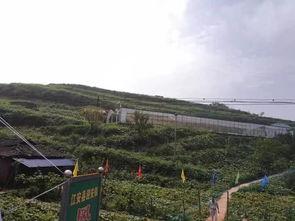 徐水吃瓜群众事件,网络舆论下的社会现象解析