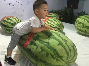 13年前的吃瓜群众事件,揭秘网络舆论的狂欢与反思